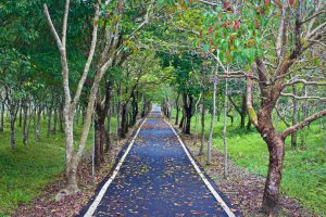 Danong Dafu Forest Park on the East Rift Valley Tour