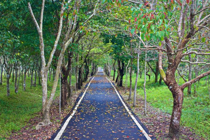 Danong Dafu Forest Park on the East Rift Valley Tour